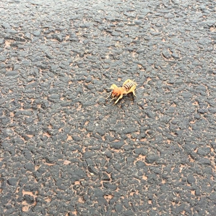 The last creepy thing was a Tarantula. Today I bring you the potato bug. Saw this guy in Utah. It was pretty huge, and apparently they have a painful bite •