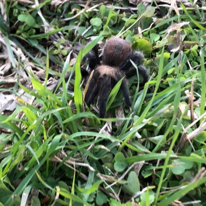 we-were-all-excited-to-see-a-tarantula-while-in-the-southwest.-these-things-are-so-cool.and-creepy.- We were all excited to see a tarantula while in the southwest. These things are so cool...and creepy. Now I’m afraid to walk in the grass 🕷