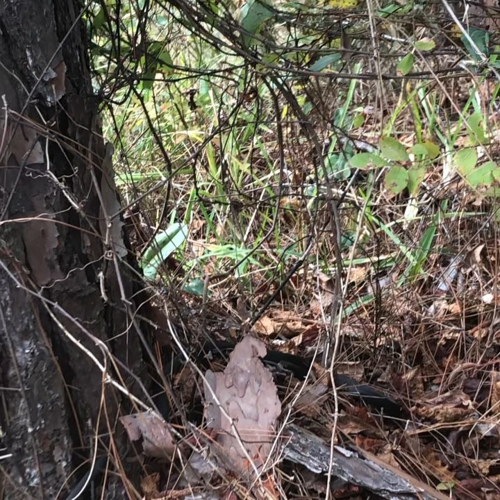 hannah-got-video-of-this-black-snake-eating-a-lizard-so-cool-and-creepy-at-the-same-time-.-.-homesch-1 Hannah got video of this black snake eating a lizard! So cool and creepy at the same time! . .