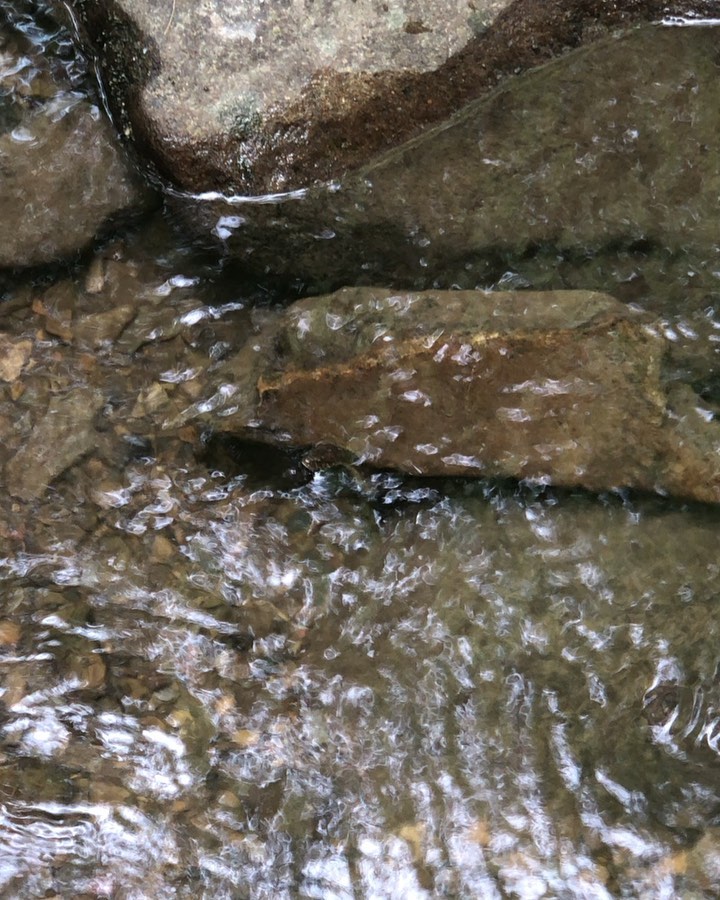 can-you-see-our-little-friend-that-was-hiding-in-the-creek-the-kids-wanted-to-play-in-there-were-act-1 Can you see our little friend that was hiding in the creek the kids wanted to play in? There were actually 2 that were perfectly camouflaged. Wait for a couple seconds and you can see him sliver off! •