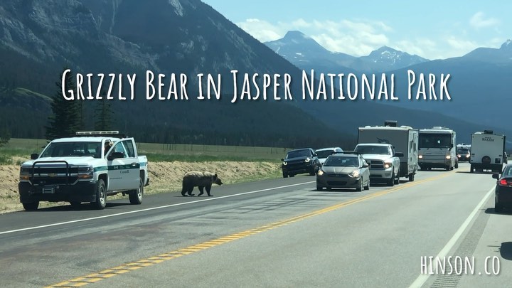 WE SAW A GRIZZLY!!  ✹ As we were leaving Jasper National Park, it ran right across the road! ✹ Best way to end our time in the Canada National Parks! 🇨🇦 ✹